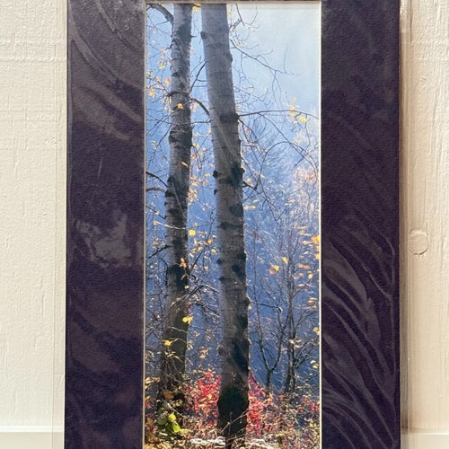 Aspen Trees, Late Autumn at Rooster Rock – Signed Sherrill Photo Print 7x13