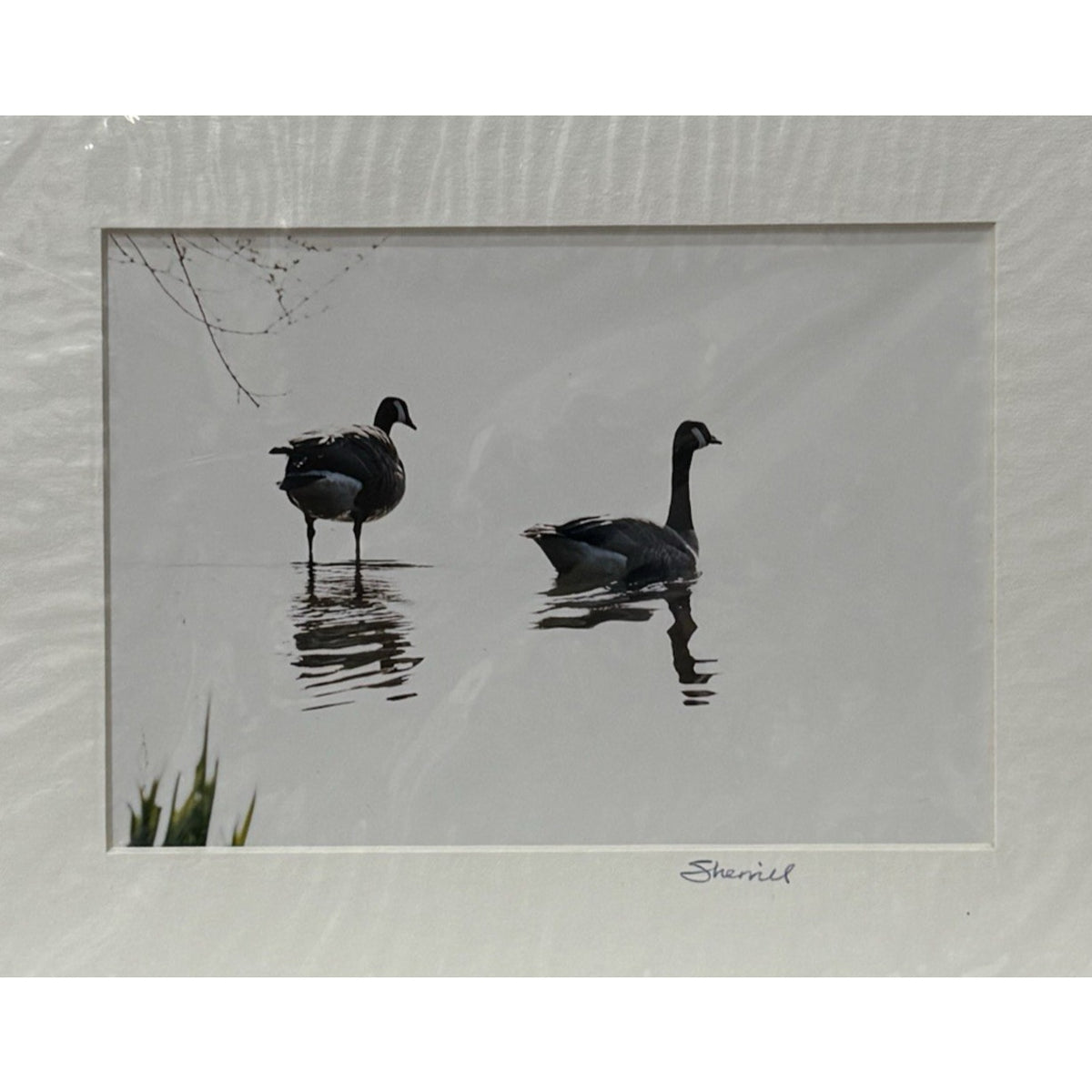 Canada Geese, Black and White Reflection – Signed Sherrill Photo Print 8" x 10"