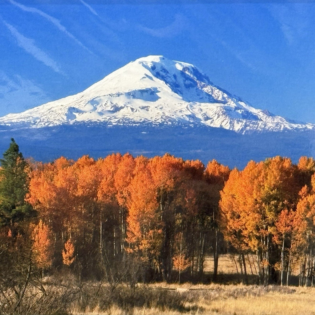 Mt. Adams, Quaking Aspen Autumn – Signed Sherrill Photo Print 8x10