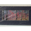 Rooster Rock, Backlit Autumn Foliage – Signed Sherrill Photo Print 13x7