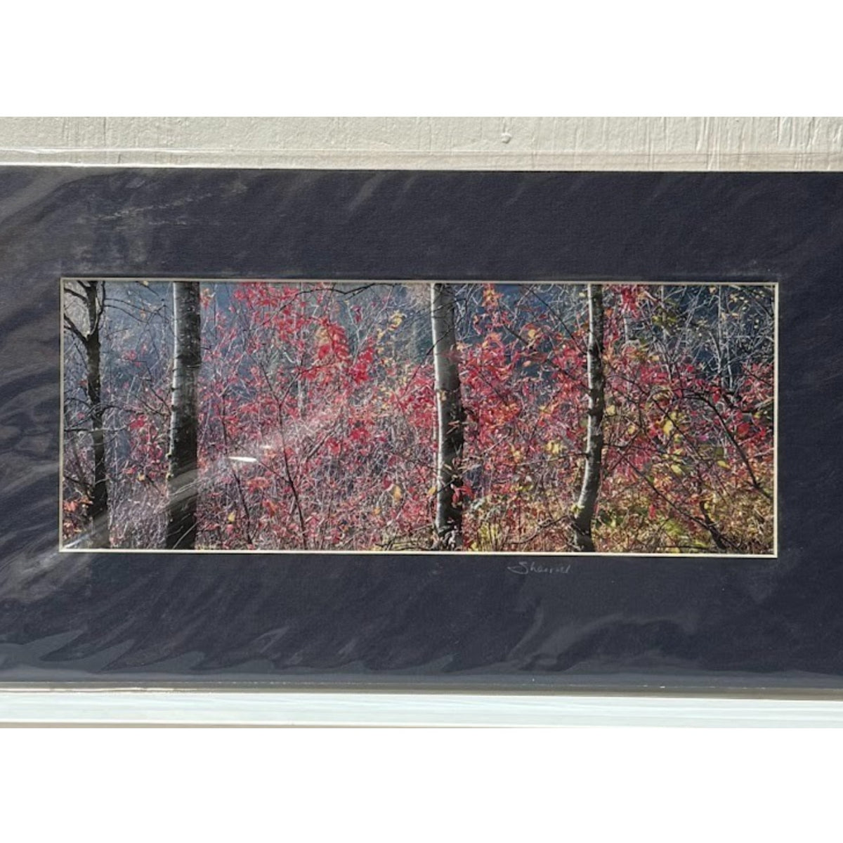 Rooster Rock, Backlit Autumn Foliage – Signed Sherrill Photo Print 13x7