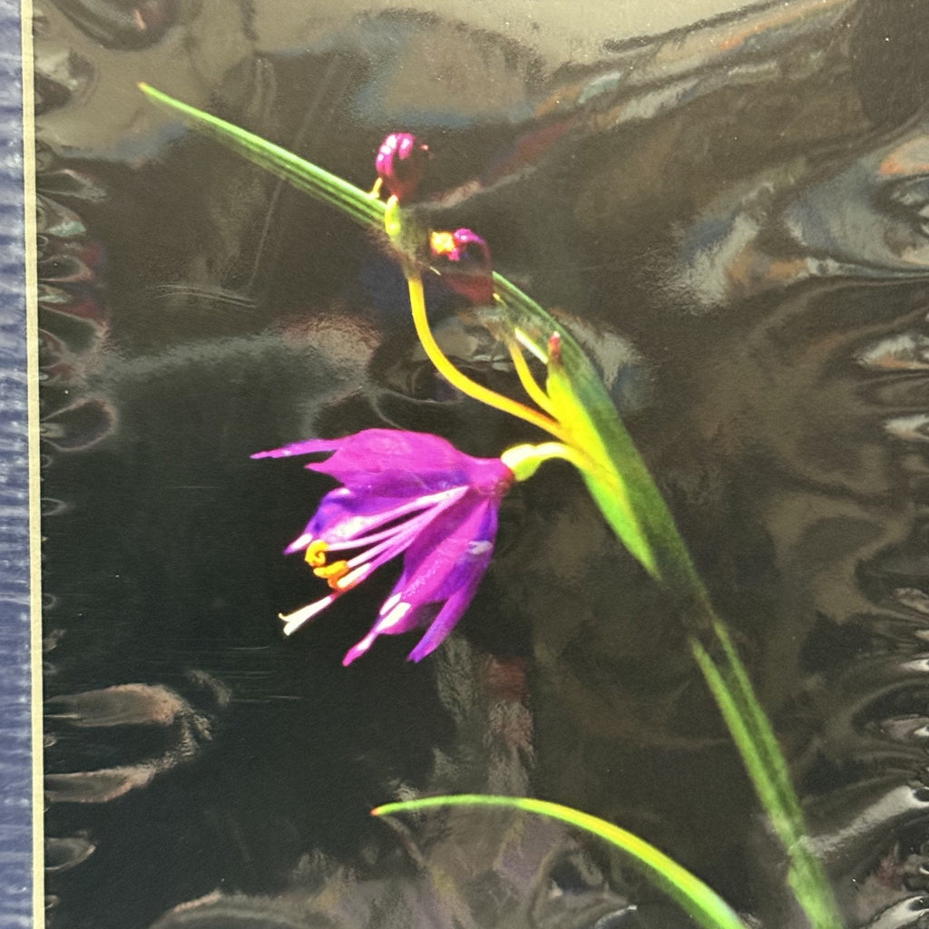 Grass Widow Wildflower, Macro Study – Signed Sherrill Photo Print 8x10