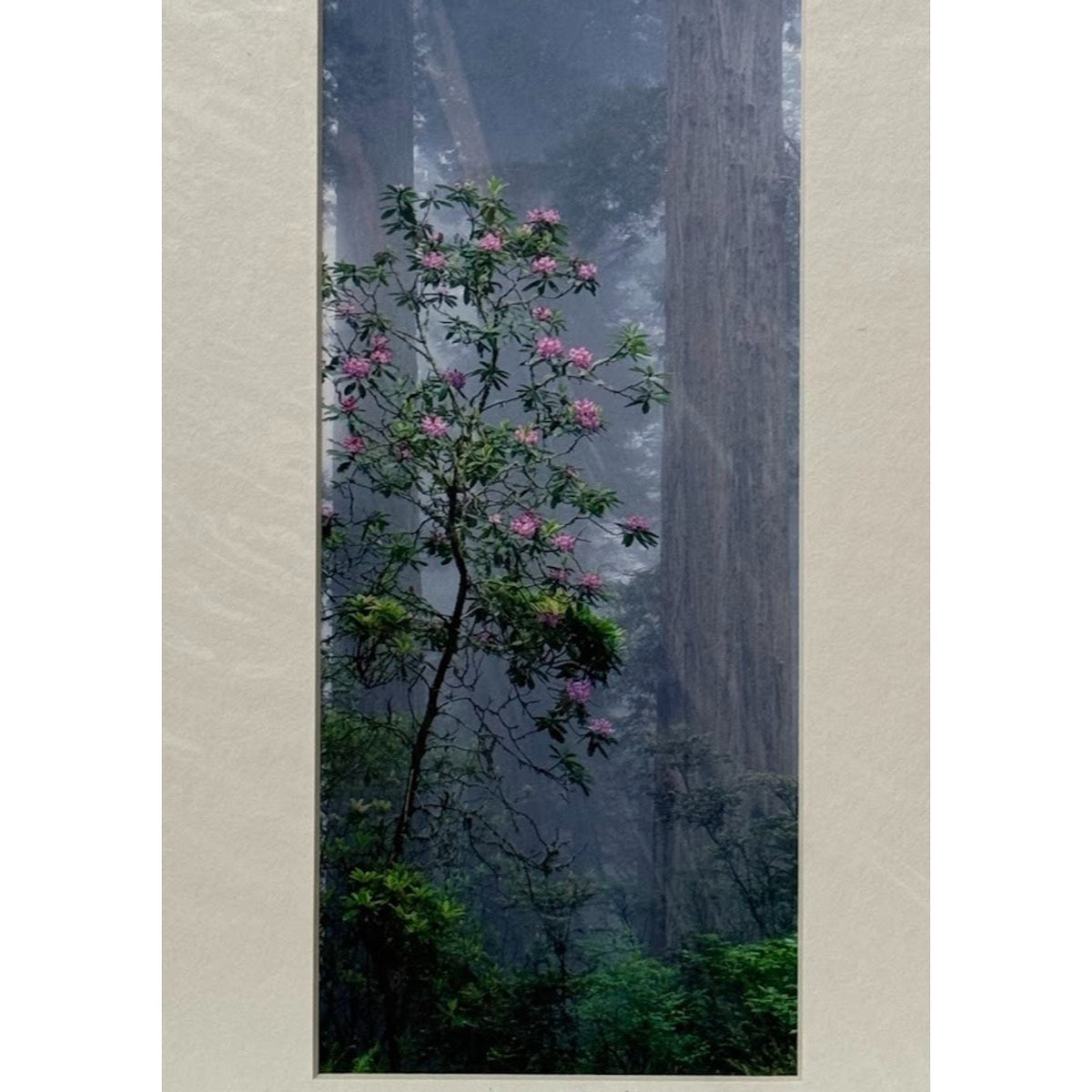 Rhododendron, Foggy Redwood Forest – Signed Sherrill Photo Print 7x13
