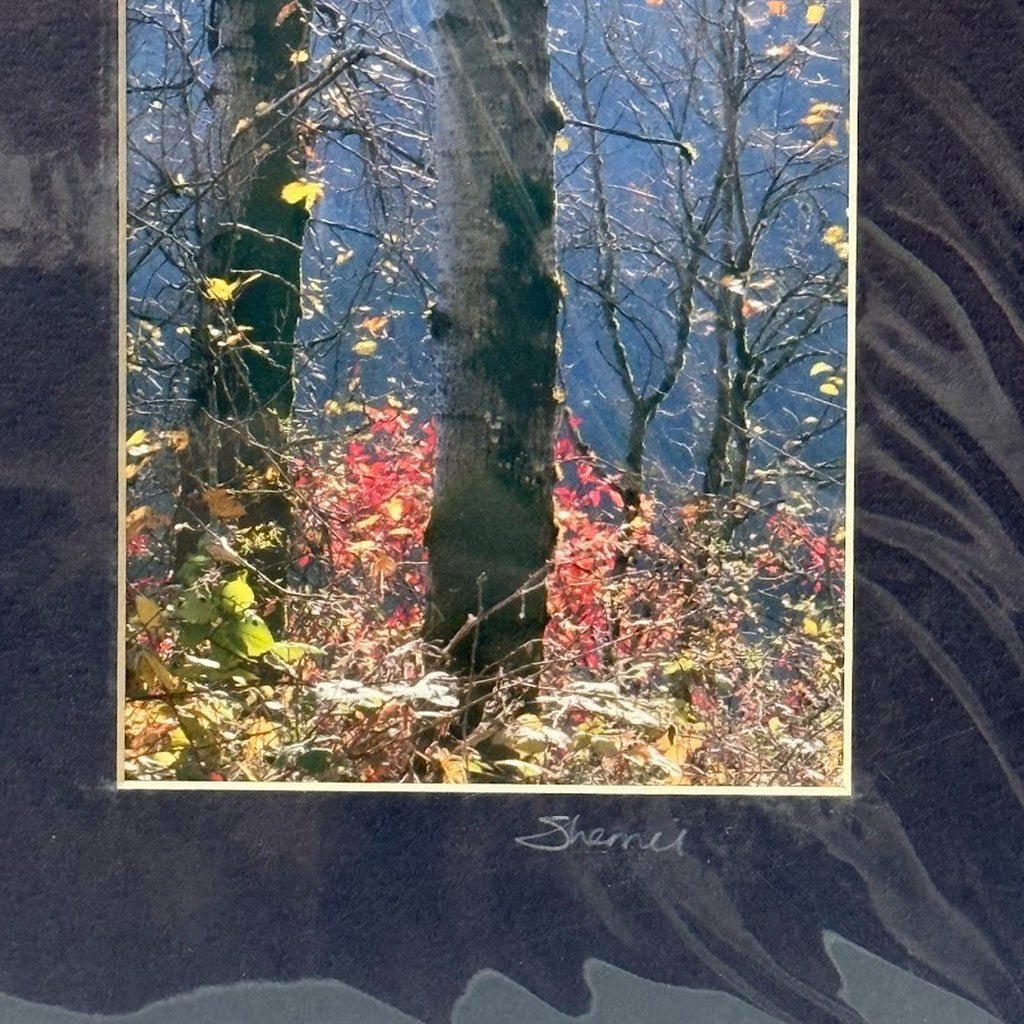 Aspen Trees, Late Autumn at Rooster Rock – Signed Sherrill Photo Print 7x13