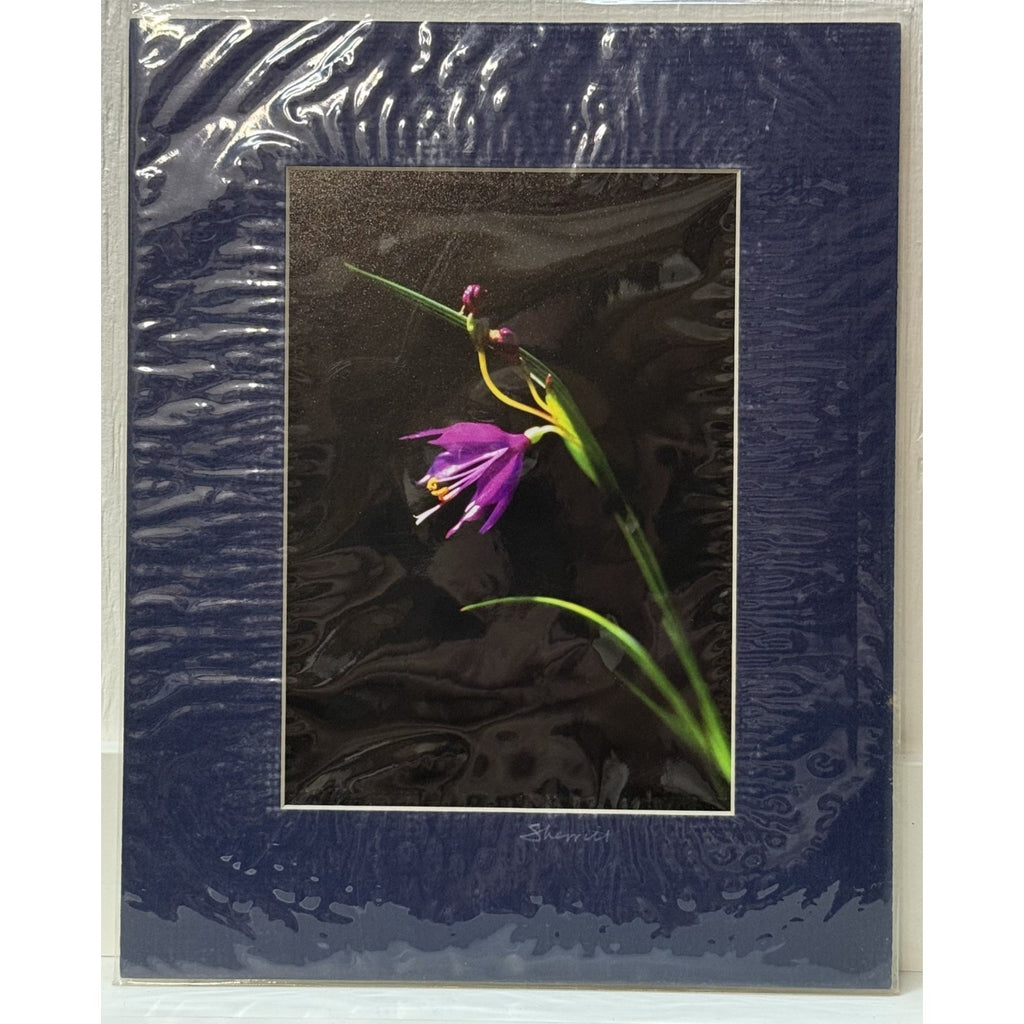 Grass Widow Wildflower, Macro Study – Signed Sherrill Photo Print 8x10