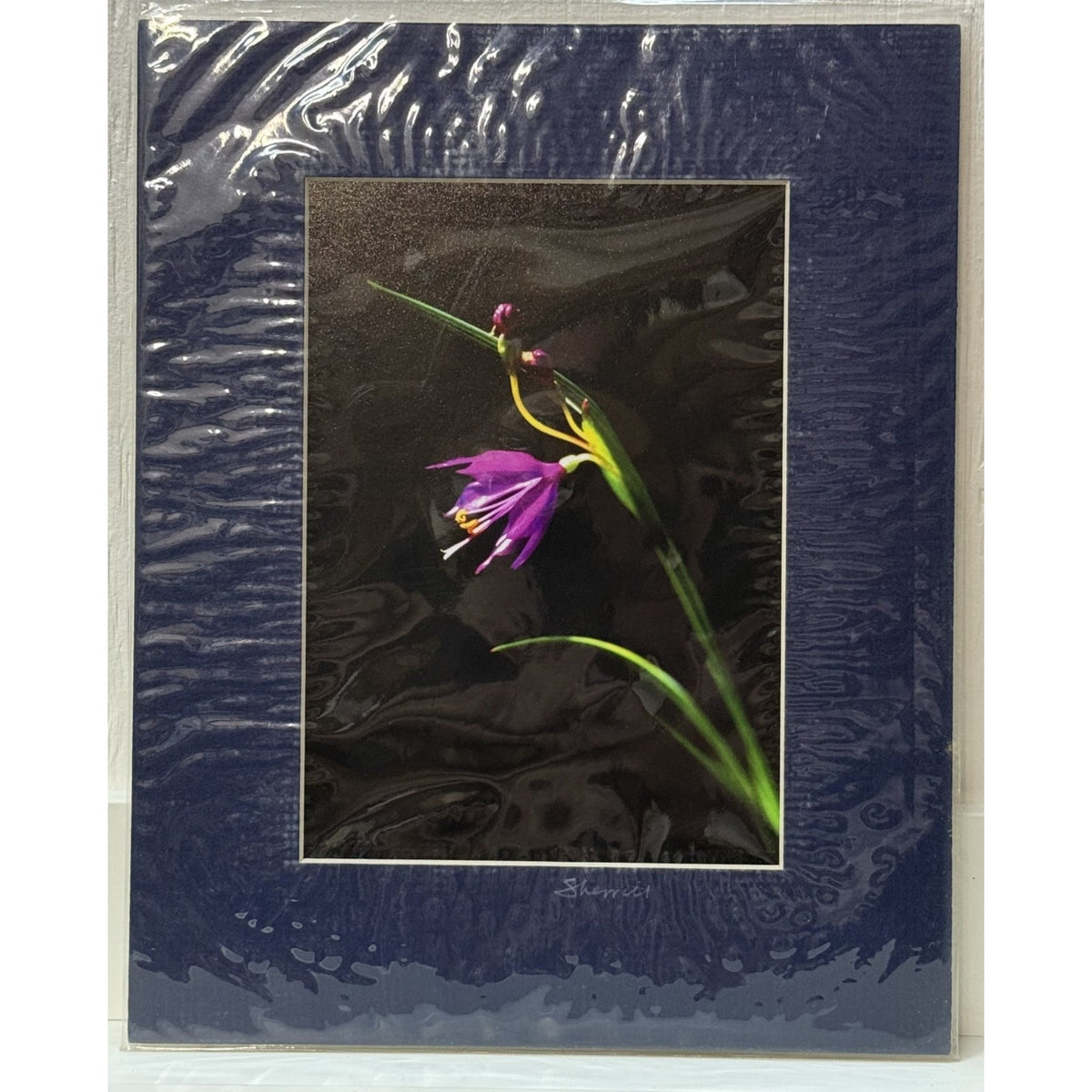 Grass Widow Wildflower, Macro Study – Signed Sherrill Photo Print 8x10