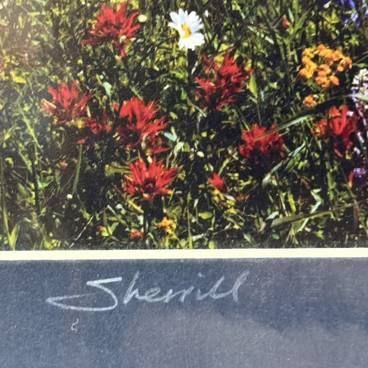 Mt. Hood Wildflower Meadow, Vertical – Signed Sherrill Photo Print 8x10