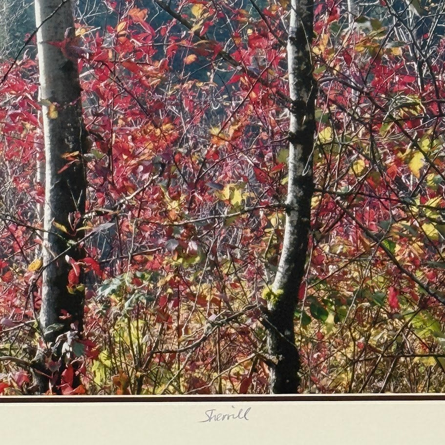 Fall Color, Rooster Rock State Park – Signed Sherrill Photo Print 24" x 12"