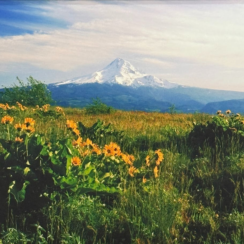 Mt. Hood Balsamroot Wildflowers – Signed Sherrill Panorama Photo Print 20" x 10"