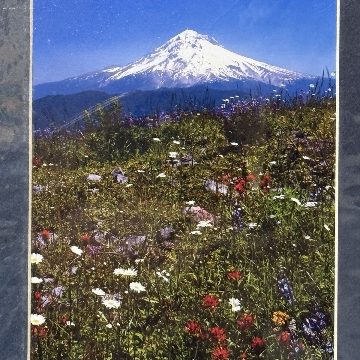 Mt. Hood Wildflower Meadow, Vertical – Signed Sherrill Photo Print 8x10