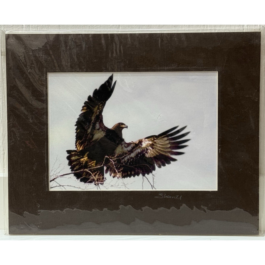 Immature Bald Eagle, Taking Flight No. 2 – Signed Sherrill Photo Print 8x10