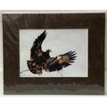 Immature Bald Eagle, Taking Flight No. 2 – Signed Sherrill Photo Print 8x10