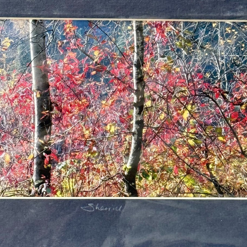 Rooster Rock, Backlit Autumn Foliage – Signed Sherrill Photo Print 13x7