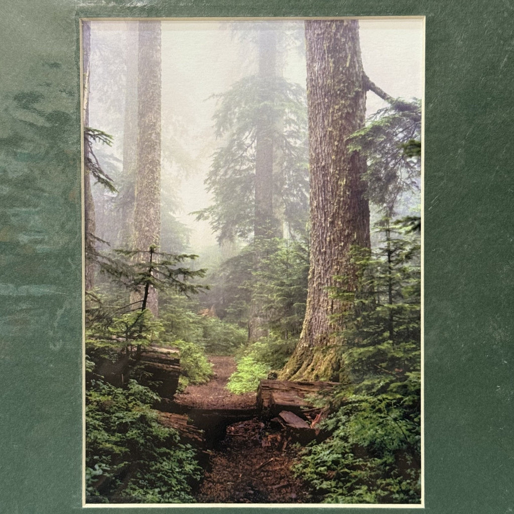Larch Mountain Trail, Foggy Forest – Signed Sherrill Photo Print 8x10