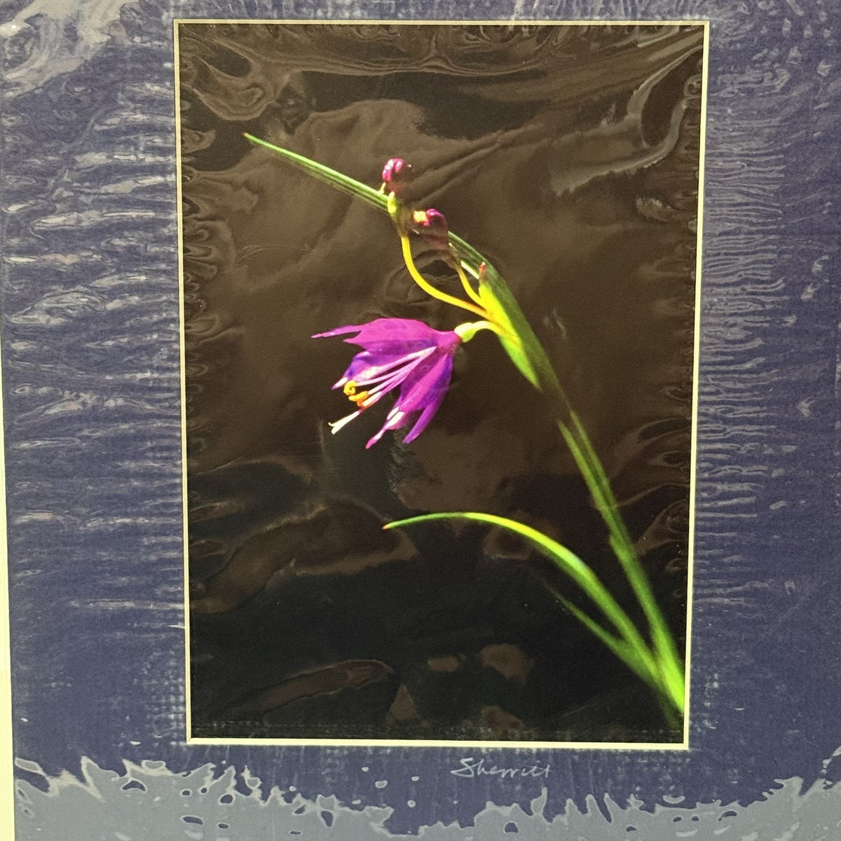 Grass Widow Wildflower, Macro Study – Signed Sherrill Photo Print 8x10