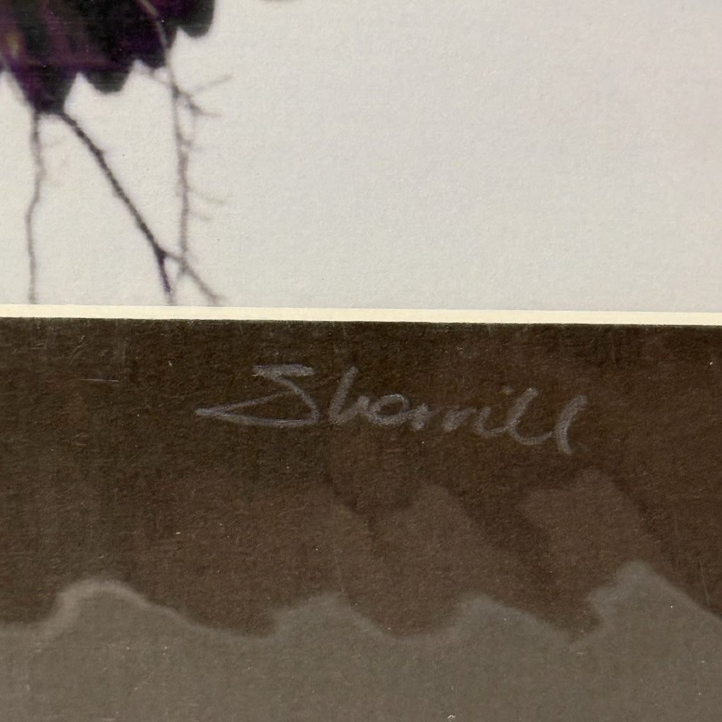 Immature Bald Eagle, Taking Flight No. 2 – Signed Sherrill Photo Print 8x10