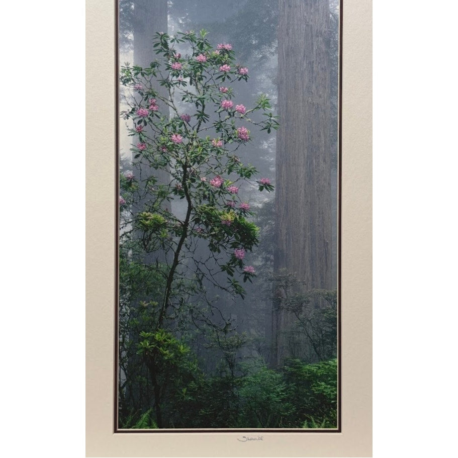 Redwoods Rhododendron, Coastal Forest – Signed Sherrill Photo Print 20" x 8"