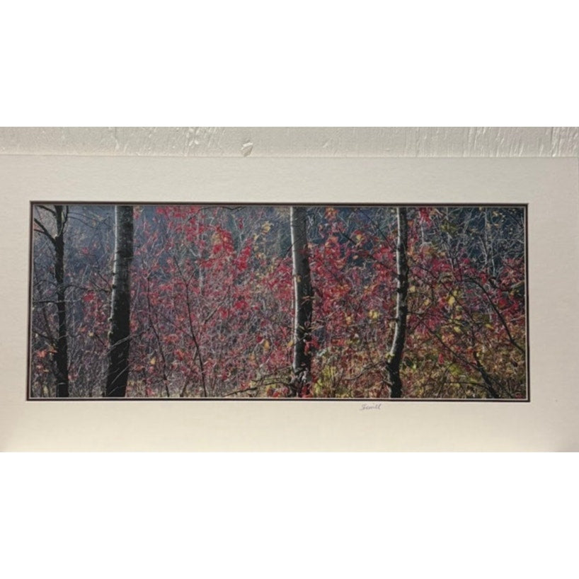 Fall Color, Rooster Rock State Park – Signed Sherrill Photo Print 24" x 12"