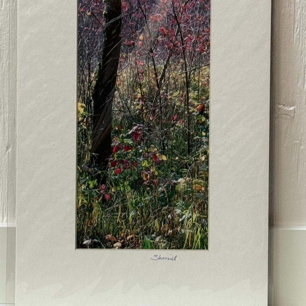 Fall Color, Rooster Rock State Park – Signed Sherrill Photo Print 3" x 9"