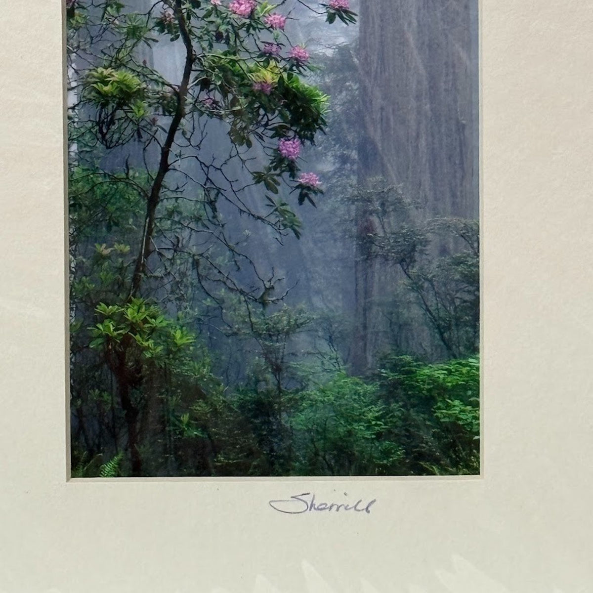 Rhododendron, Foggy Redwood Forest – Signed Sherrill Photo Print 7x13