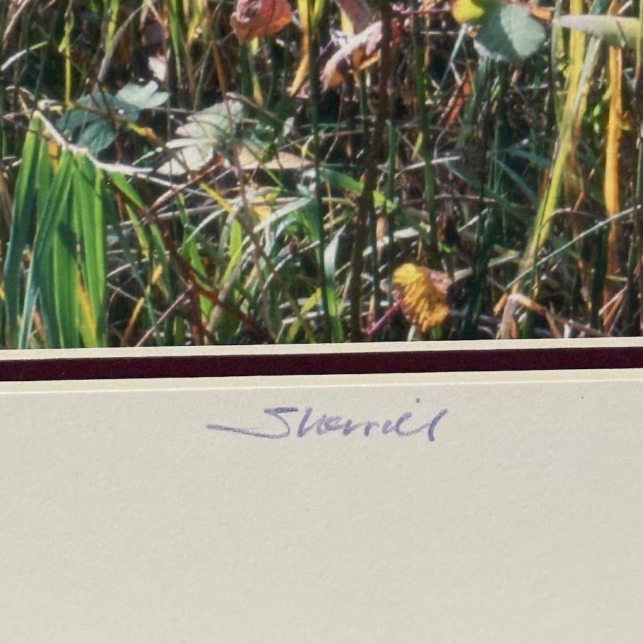 Fall Color, Rooster Rock State Park – Signed Sherrill Photo Print 8" x 16"