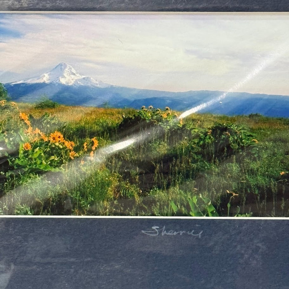 Mt. Hood Balsamroot, Wildflower Meadow – Signed Sherrill Photo Print 9.75" x 3.75"