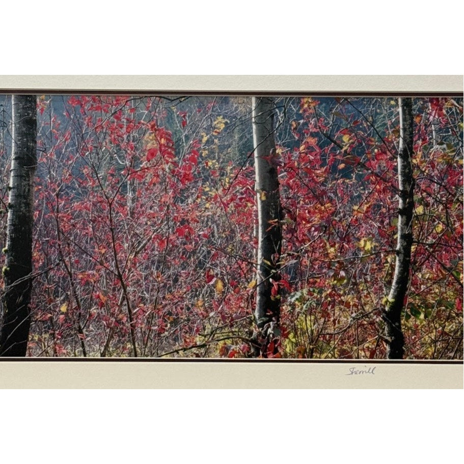 Fall Color, Rooster Rock State Park – Signed Sherrill Photo Print 24" x 12"