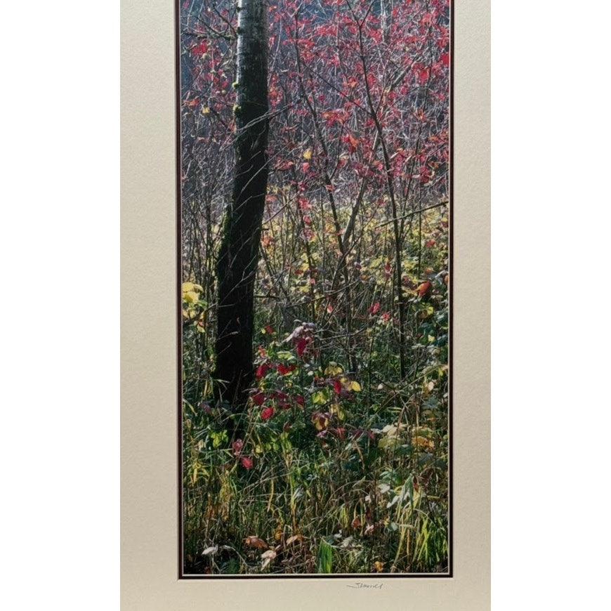 Fall Color, Rooster Rock State Park – Signed Sherrill Photo Print 8" x 16"