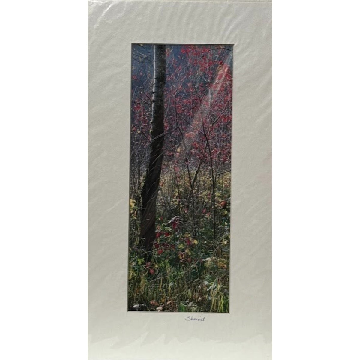 Fall Color, Rooster Rock State Park – Signed Sherrill Photo Print 3" x 9"