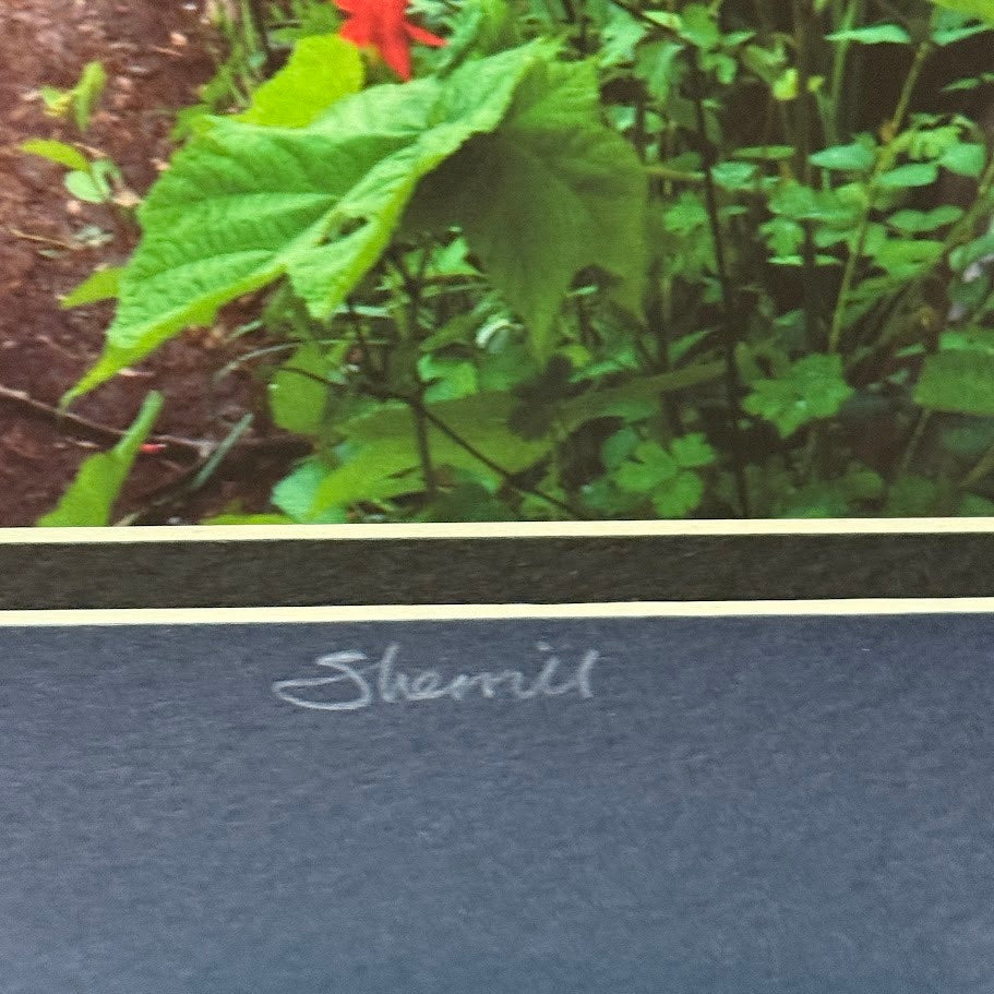 Angels Rest Trail, Columbia River Gorge – Signed Sherrill Photo Print 20" x 16"