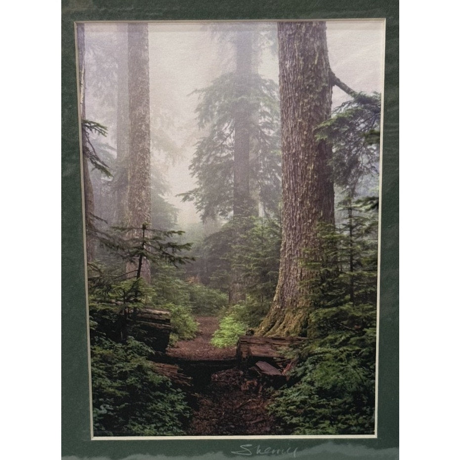 Larch Mountain Trail, Foggy Forest – Signed Sherrill Photo Print 8x10