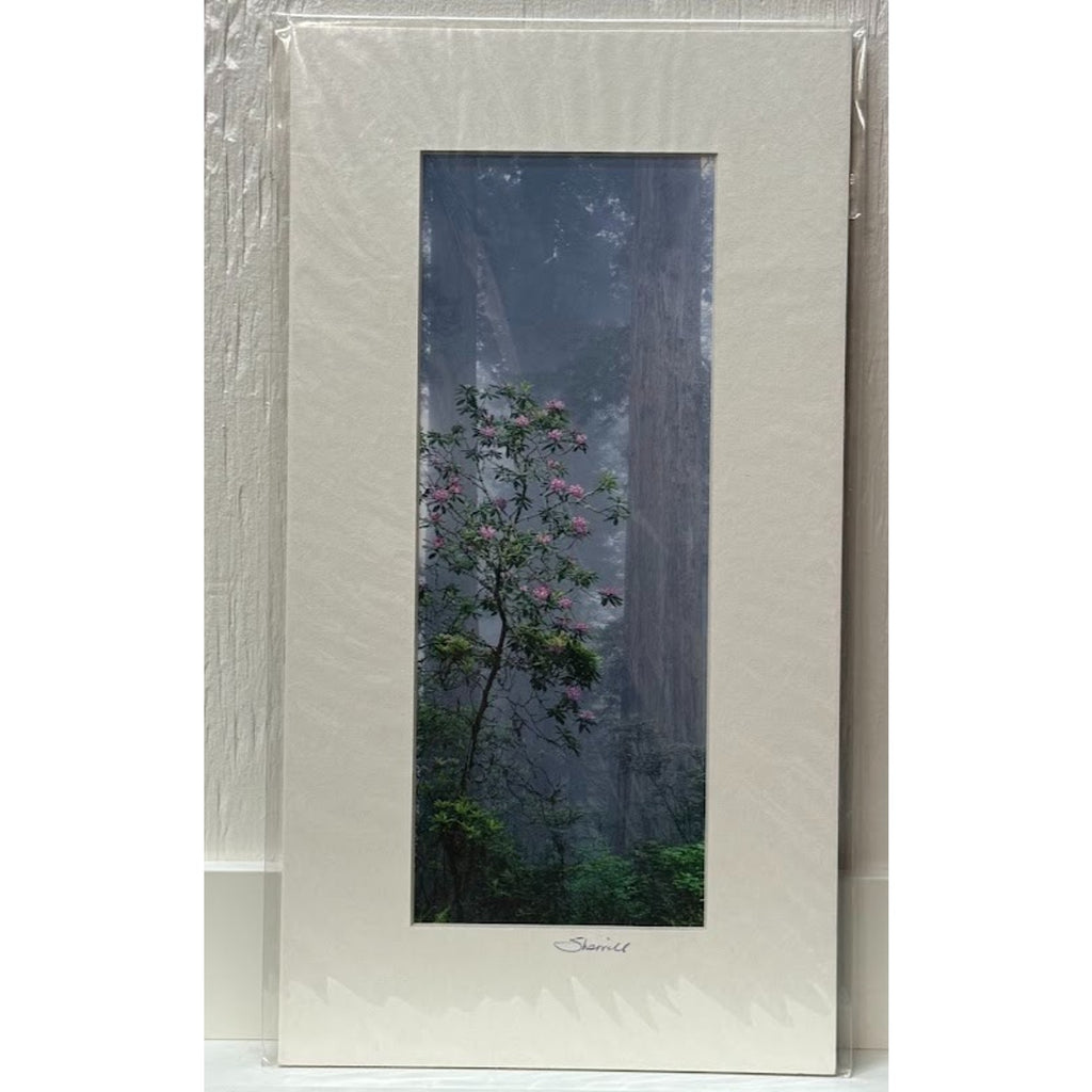 Rhododendron, Foggy Redwood Forest – Signed Sherrill Photo Print 7x13