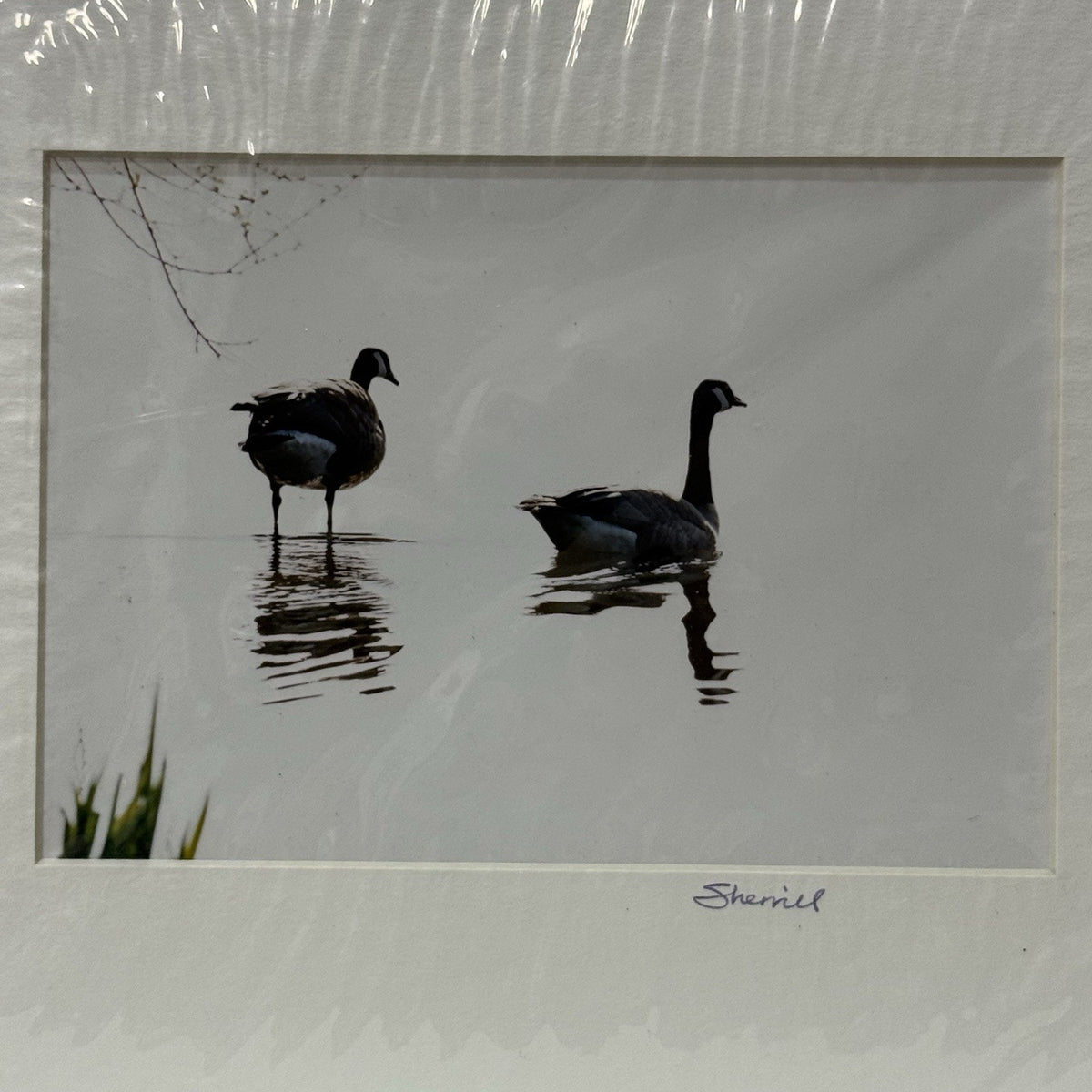Canada Geese, Black and White Reflection – Signed Sherrill Photo Print 8" x 10"