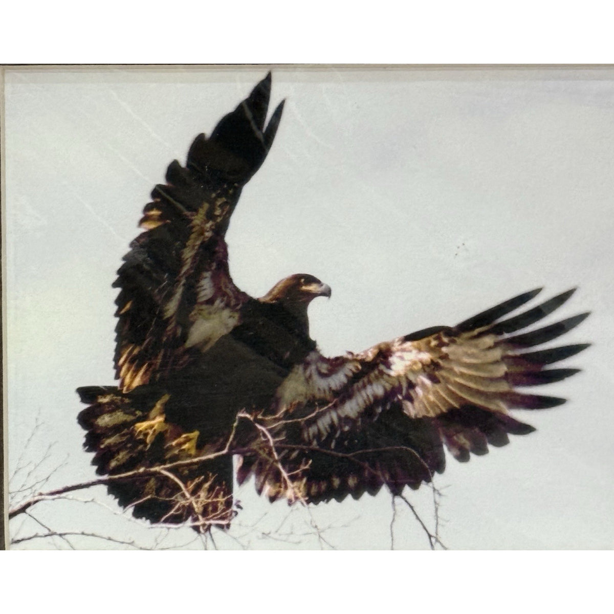 Immature Bald Eagle, Taking Flight No. 2 – Signed Sherrill Photo Print 8x10