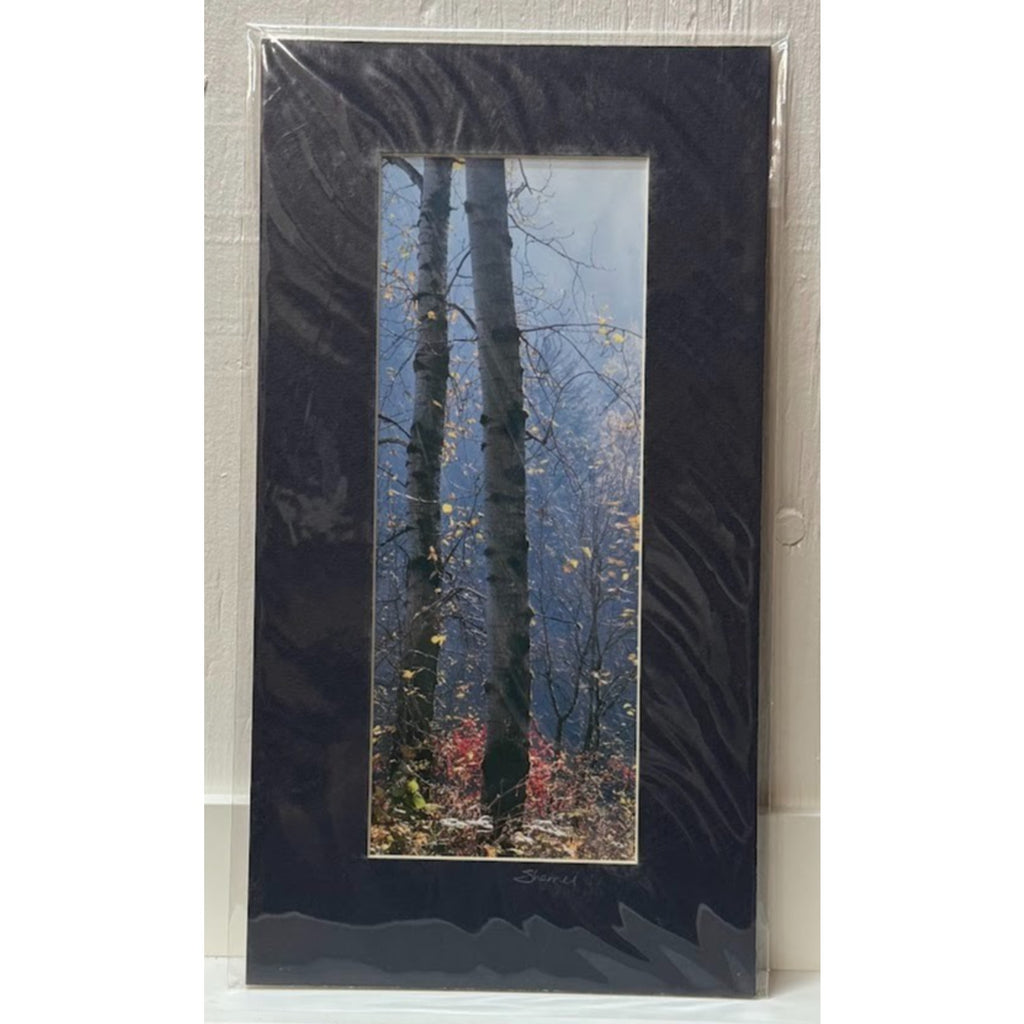Aspen Trees, Late Autumn at Rooster Rock – Signed Sherrill Photo Print 7x13