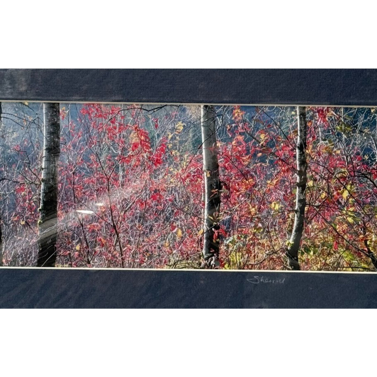 Rooster Rock, Backlit Autumn Foliage – Signed Sherrill Photo Print 13x7