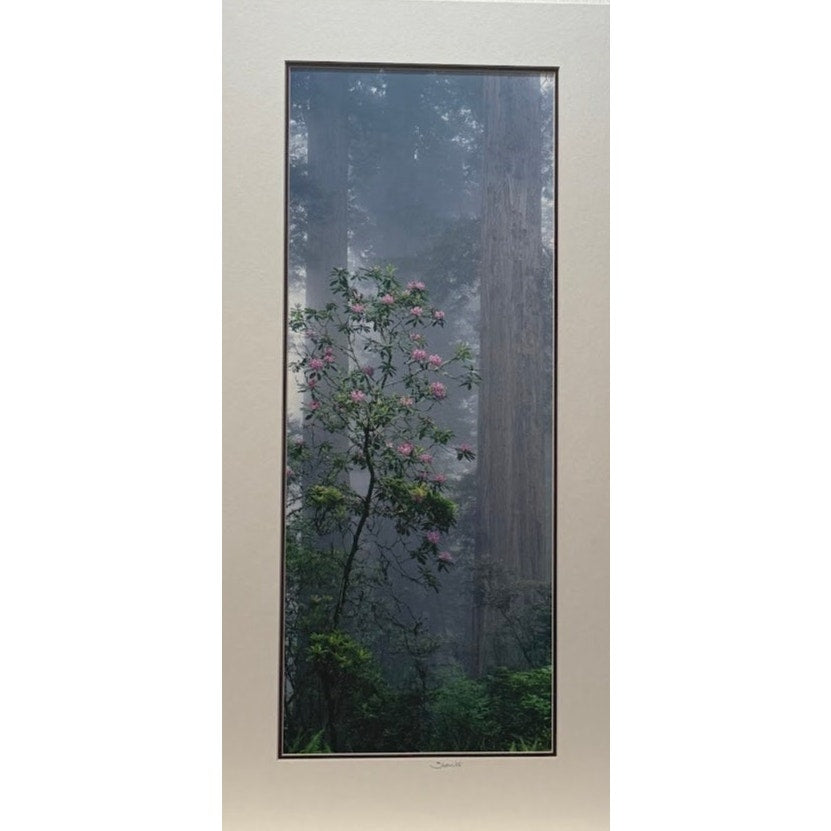 Redwoods Rhododendron, Coastal Forest – Signed Sherrill Photo Print 20" x 8"
